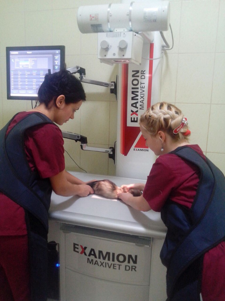 Стационарный комплекс прямой цифровой рентгенологии «EXAMION Maxivet 300HF FPS»